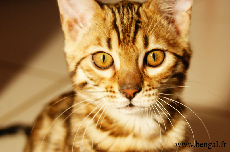 chaton bengal yeux or